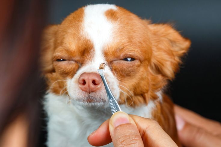 8 Most Common Types of Ticks on Dogs and How to…